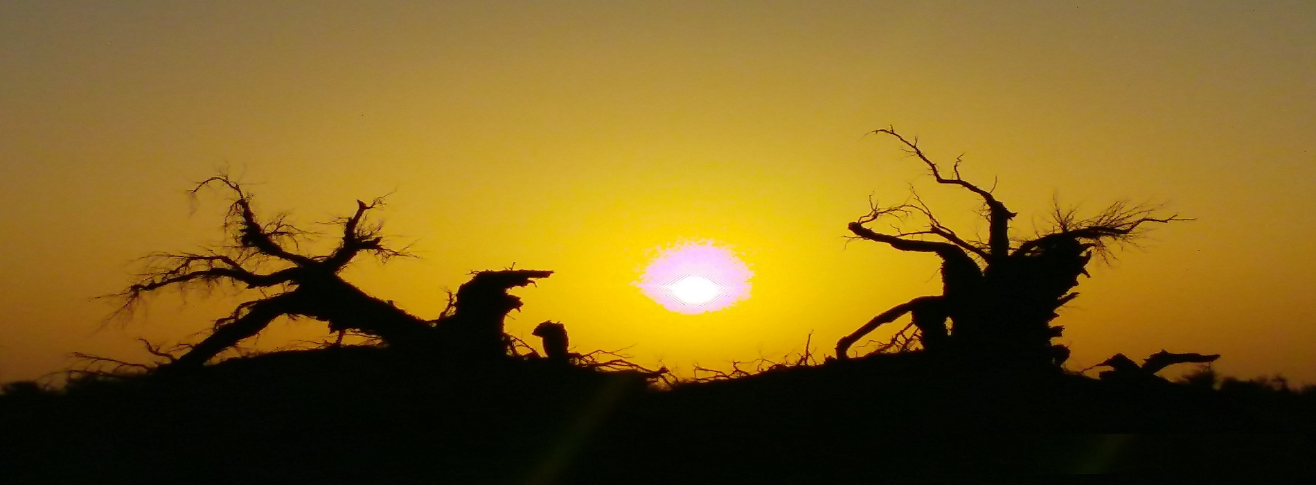 南疆 塔克拉瑪干 沙漠 胡楊