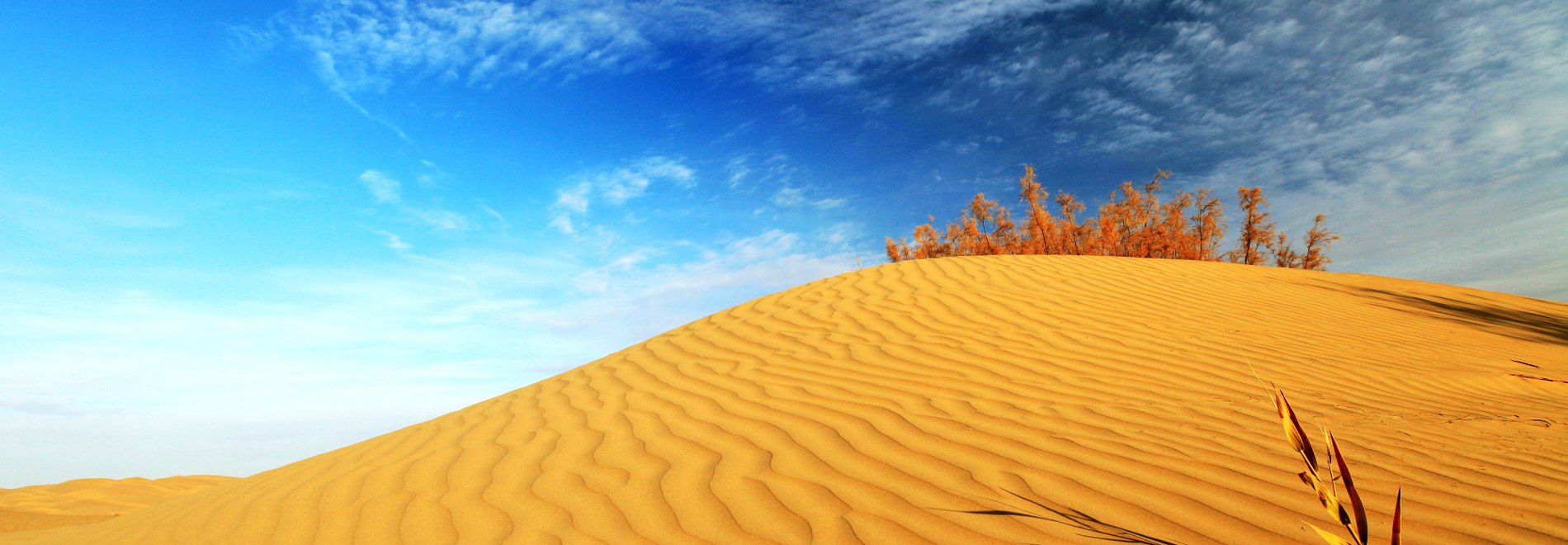 沙漠景觀