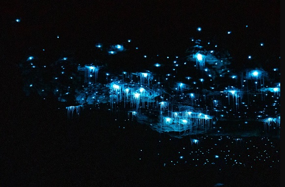 Te Anau Glowworm Cave