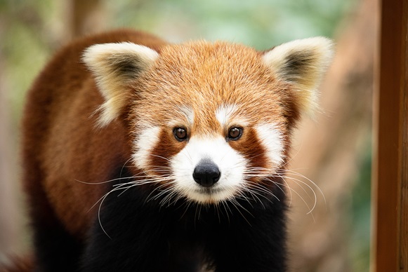 Currumbin Wildlife Sanctuary