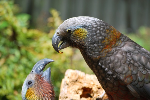 Willowbank Wildlife Reserve