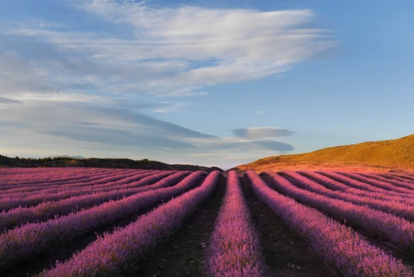 NZ Alpine Lavender