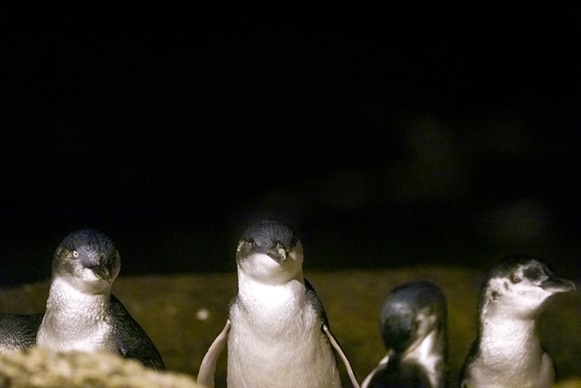 奧瑪魯小藍企鵝夜歸巢