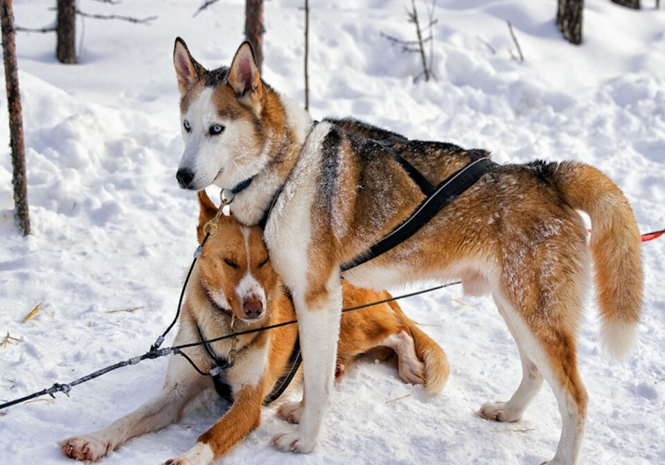 雄獅旅遊,北歐旅遊,芬蘭旅遊,哈士奇,拉普蘭,北極圏活動