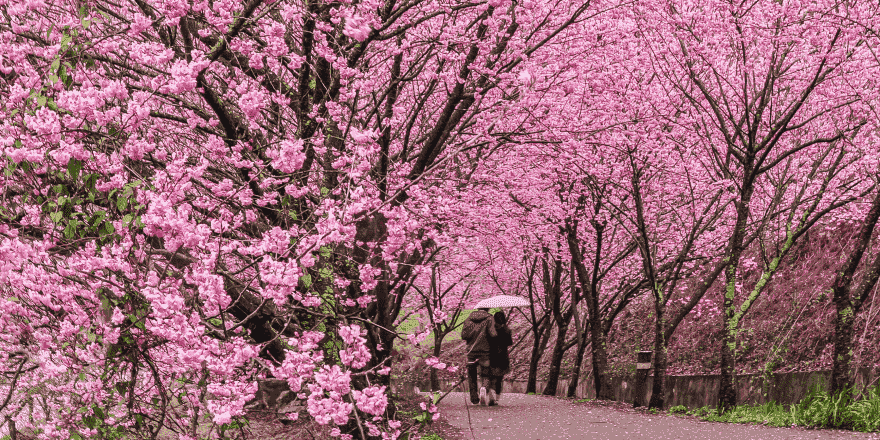 台中,武陵,武陵農場,賞櫻,櫻花季,櫻花