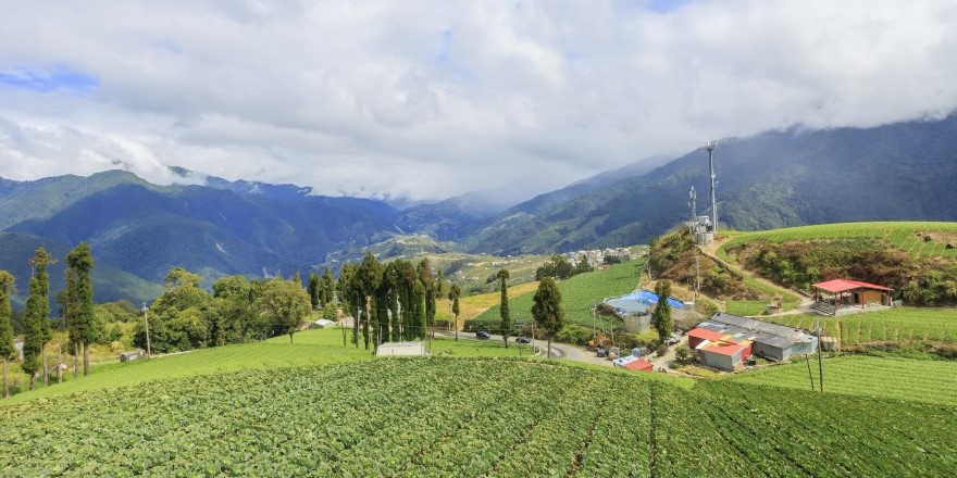 台中,福壽山,福壽山農場,千櫻園,賞櫻,櫻花