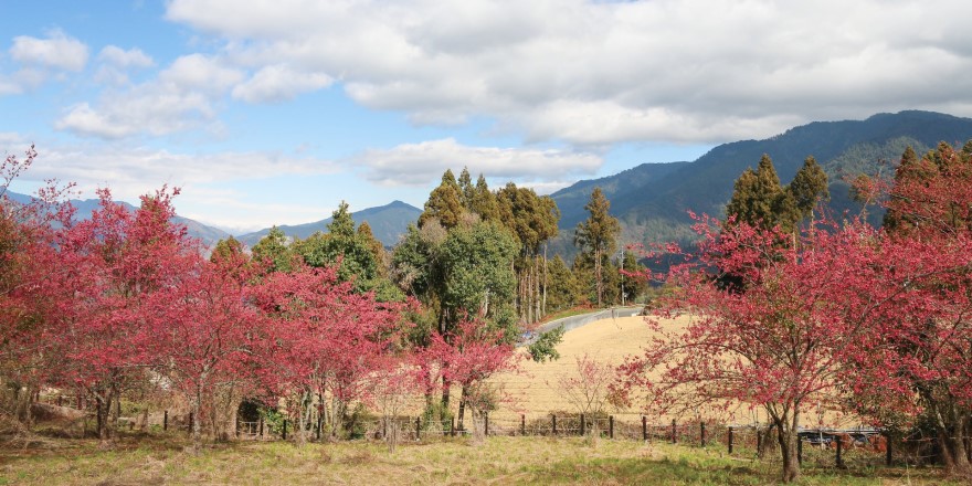 台中,福壽山,福壽山農場,千櫻園,賞櫻,櫻花