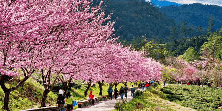 台中,武陵,武陵農場,櫻花季,櫻花,賞櫻