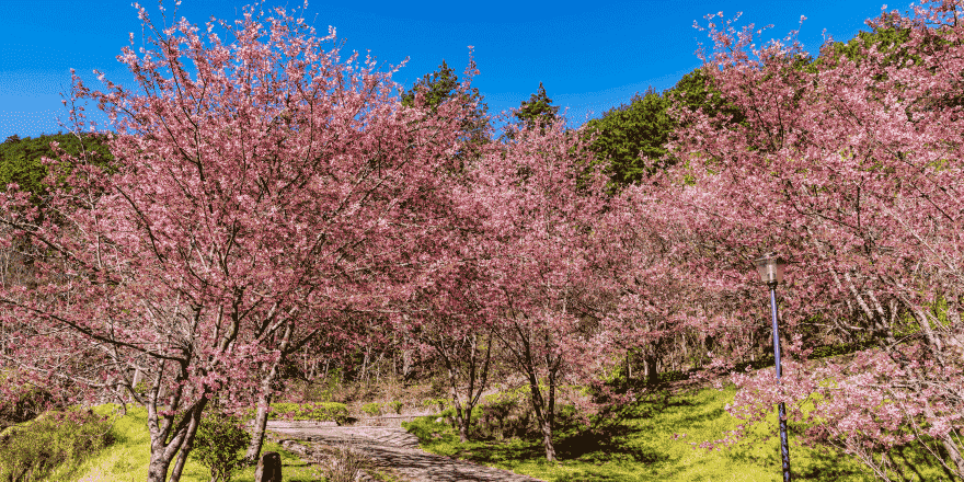 台中,武陵,武陵農場,櫻花季,櫻花,賞櫻