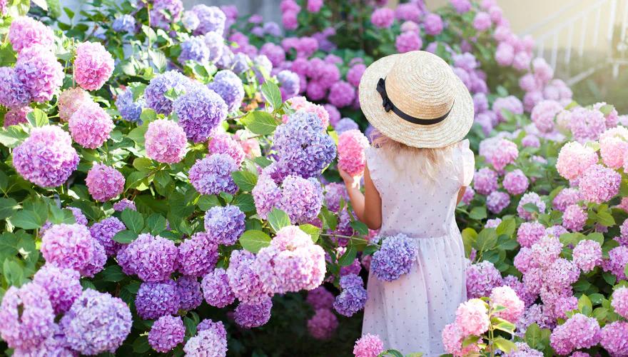 高家繡球花田