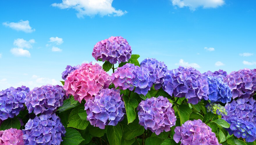 高家繡球花田