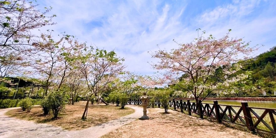高雄,茂林,神威天臺山,花旗木,泰國櫻花,櫻花,新威森林