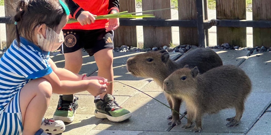 宜蘭,冬山,星夢森林,動物,水豚,袋鼠,狐蒙