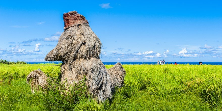 花蓮,豐濱,新社梯田,梯田,稻田,海岸