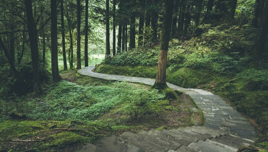 阿里山國家森林遊樂區