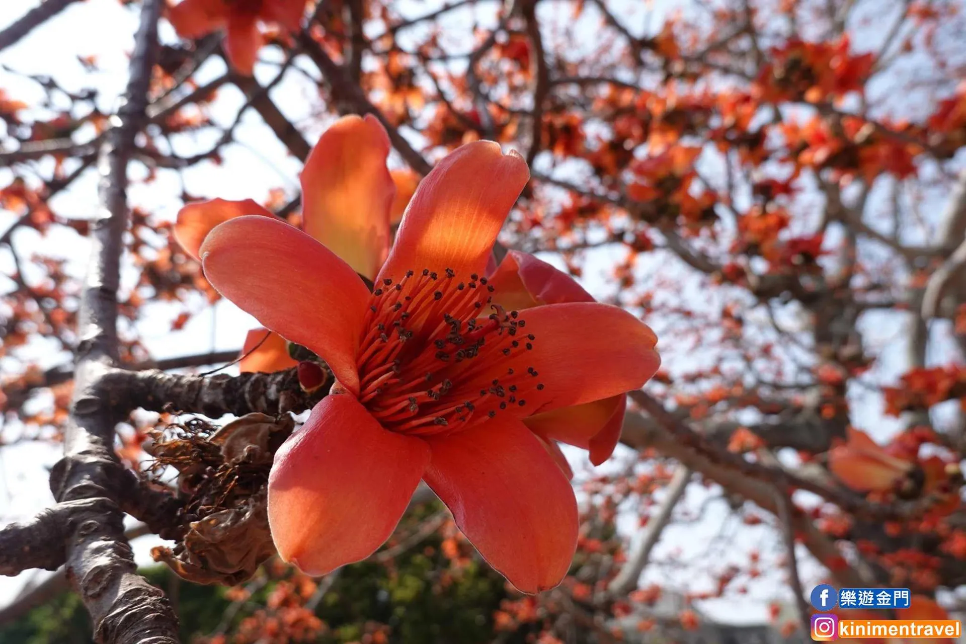 金門,春遊,木棉花