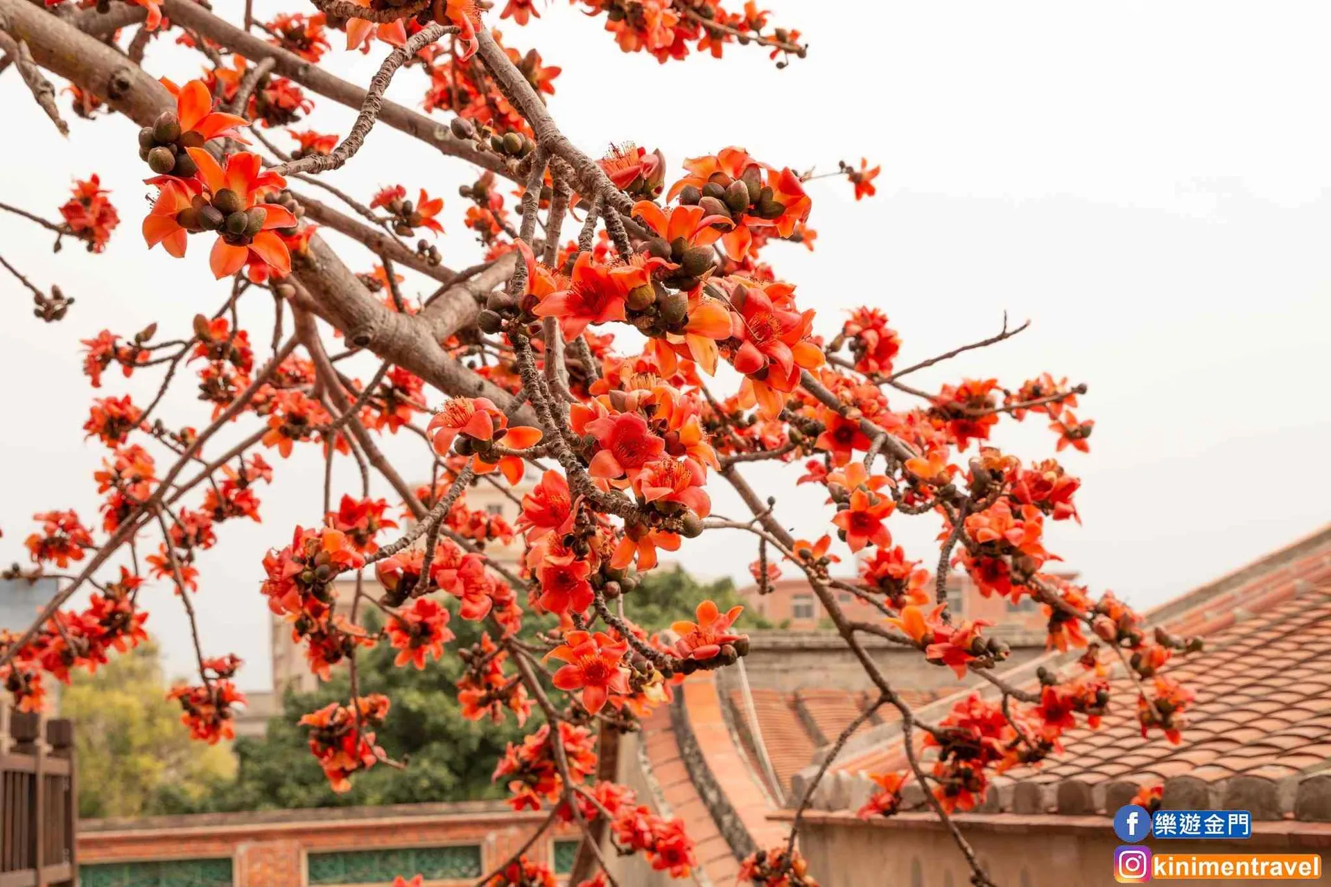 金門,春遊,木棉花