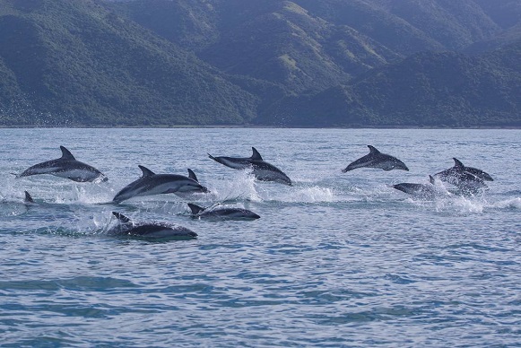 Dolphin Watching Tours in Kaikoura