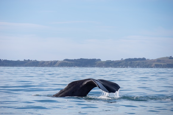 Whale Watch Kaikoura