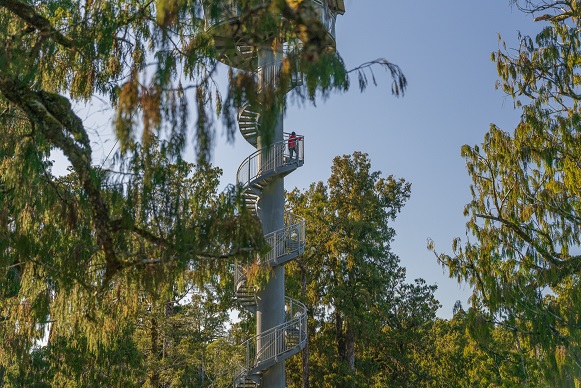 West Coast Tree Top Walk