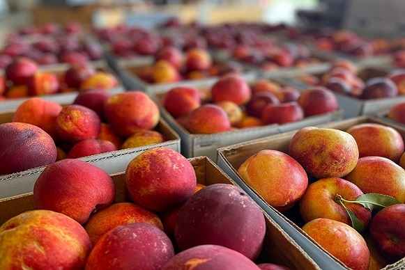 Guided Orchard Tours