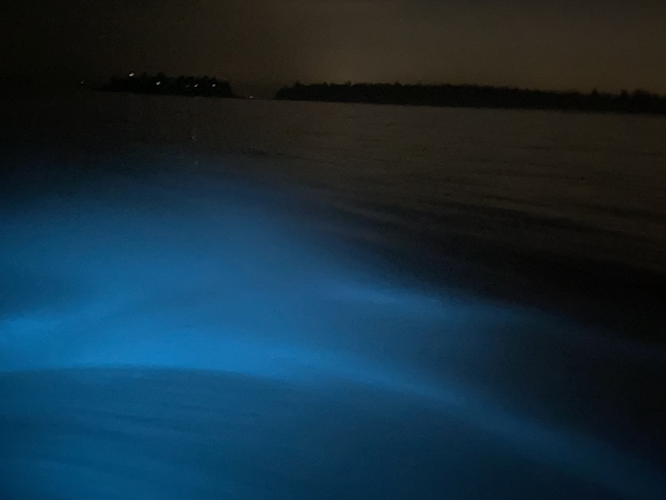 金門.藍眼淚.夜尋藍眼淚.夜訪藍眼淚