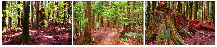 【野馬瞰山森林浴】