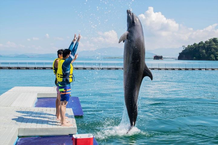 海豚活力競技秀
