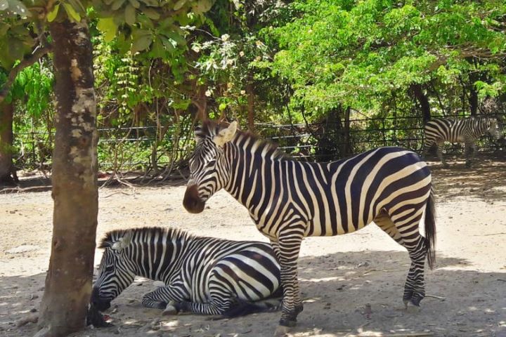 ZOOBIC SAFARI 蘇比克灣野生動物園