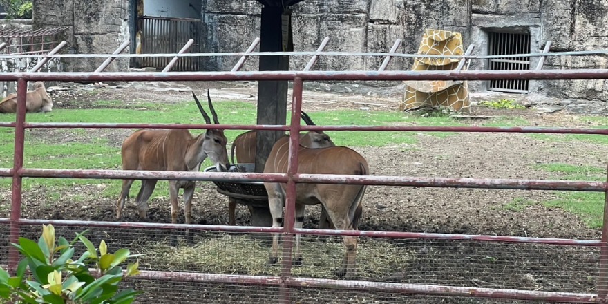 高雄,壽山,動物園,新動物園