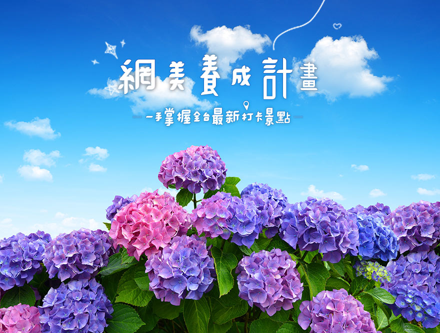 繡球花