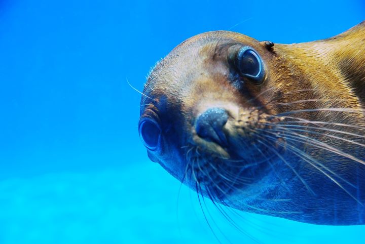 可愛海獅互動秀