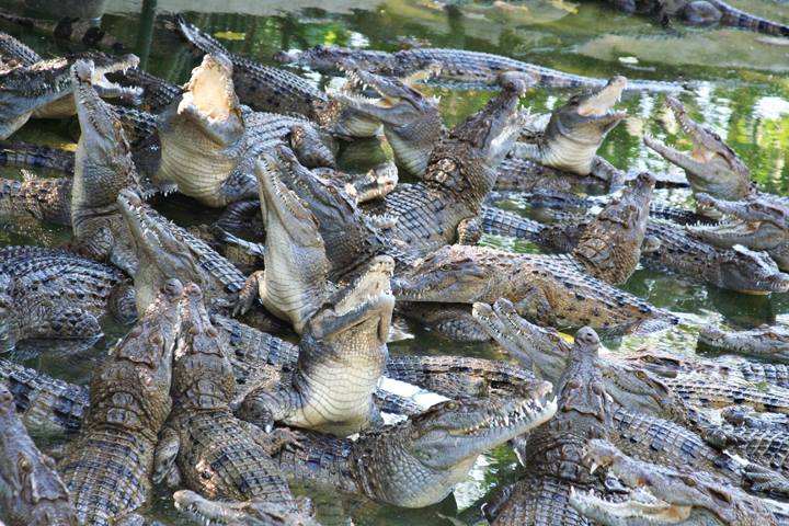 ZOOBIC SAFARI 蘇比克灣野生動物園