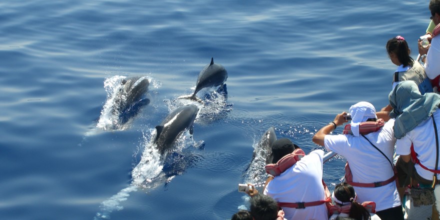 宜蘭,頭城,漁會,賞鯨,海豚