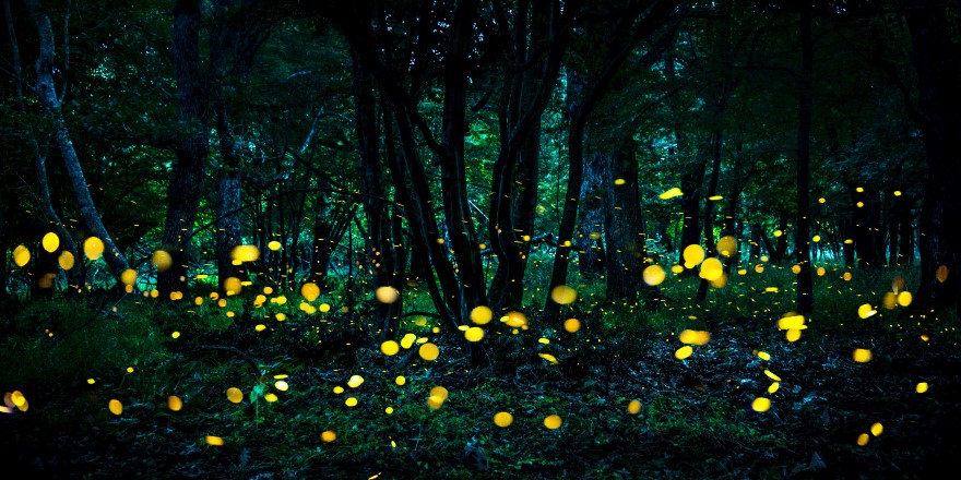 宜蘭,冬山,香格里拉,賞螢,螢火蟲,農場,香格里拉休閒農場,親子