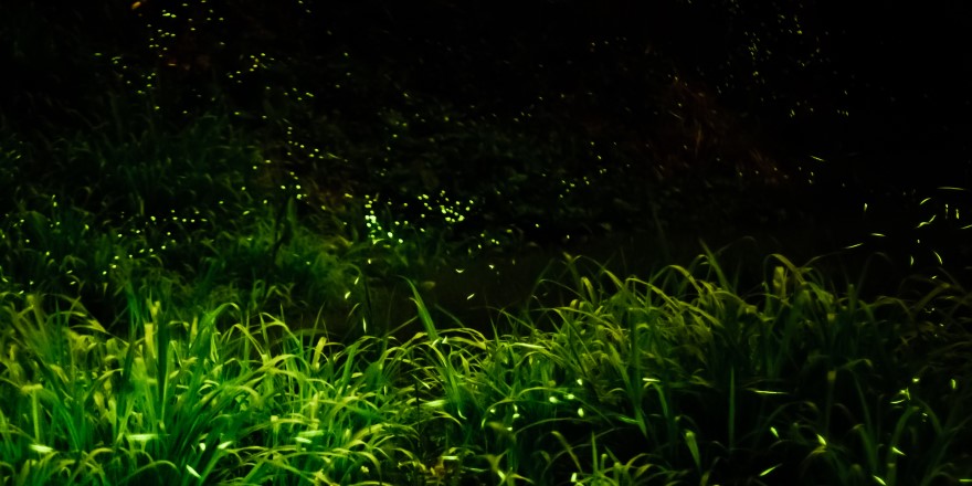 宜蘭,冬山,香格里拉,賞螢,螢火蟲,農場,香格里拉休閒農場,親子