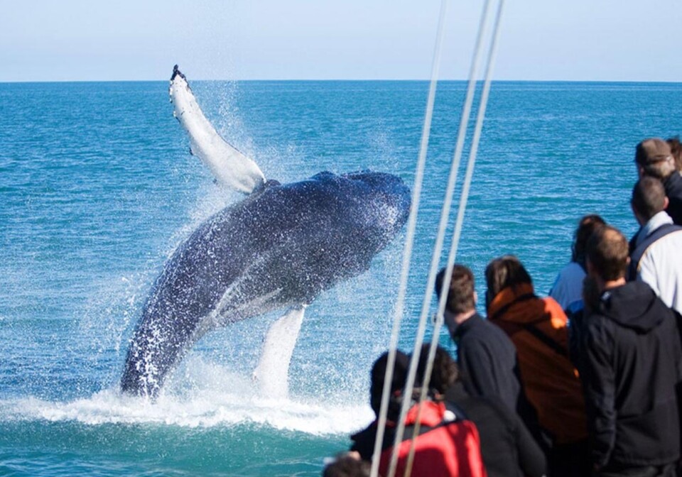 冰島旅遊, 鑽石圏之旅, 出海賞鯨之旅,阿克雷里旅遊
