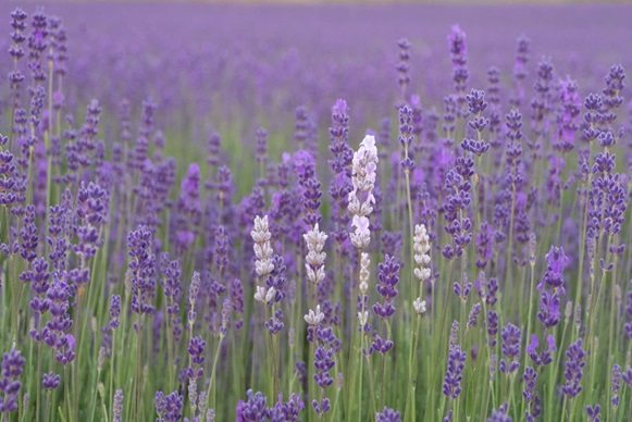 NZ Alpine Lavender