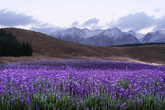 NZ Alpine Lavender