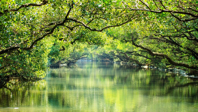 台江國家公園／綠色隧道線