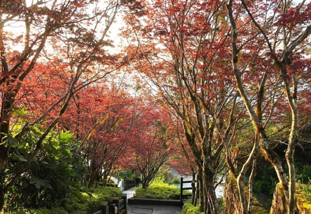 圖