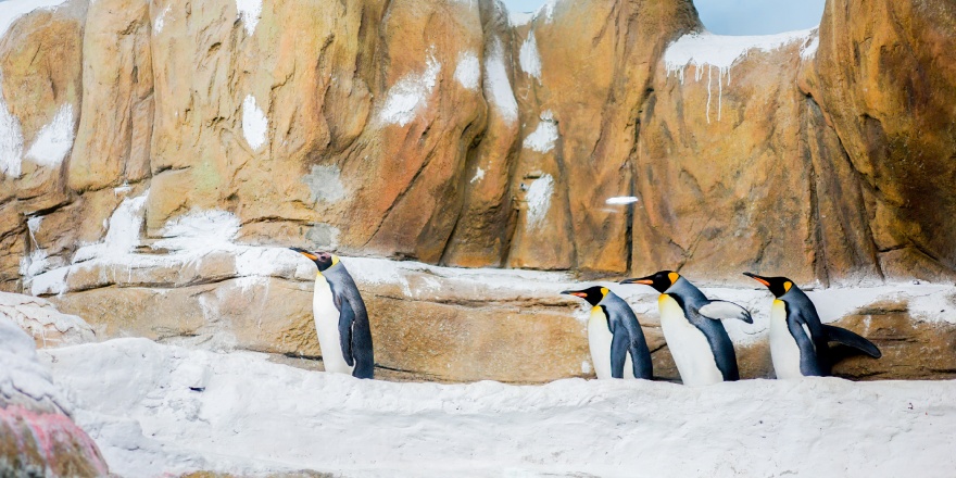 台北,木柵,動物園,企鵝,熊貓,長頸鹿,臺北市立動物園,台北市立動物園