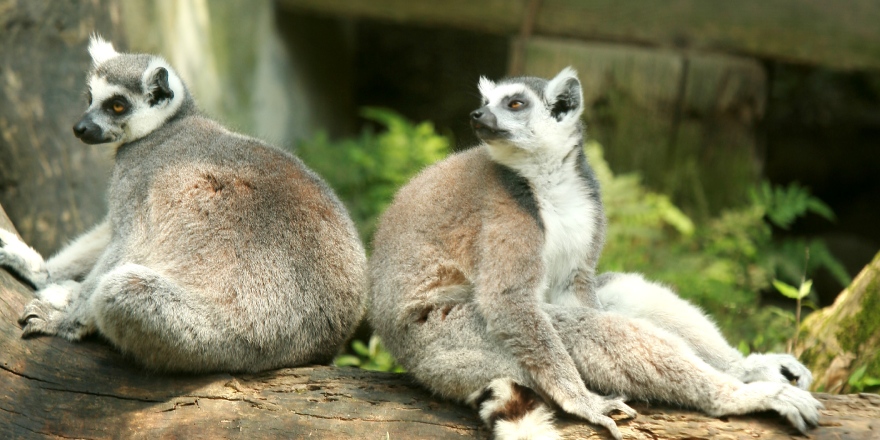 台北,木柵,動物園,企鵝,熊貓,長頸鹿,臺北市立動物園,台北市立動物園