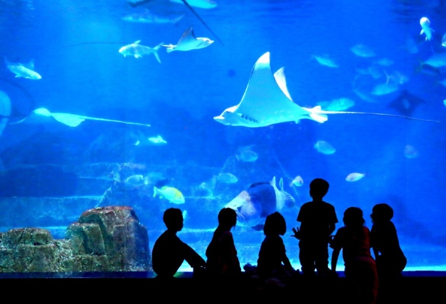 花蓮,壽豐,遠雄,海洋公園,海獅,美人魚,樂園,海生館