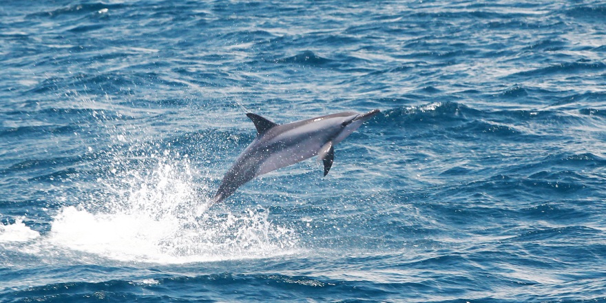 花蓮,花蓮港,多羅滿,賞鯨,海豚,黑潮,黑潮海洋文化,導覽