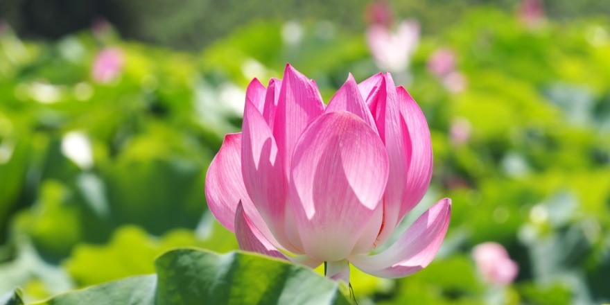 台南,白河,蓮花季,蓮花,蓮花公園