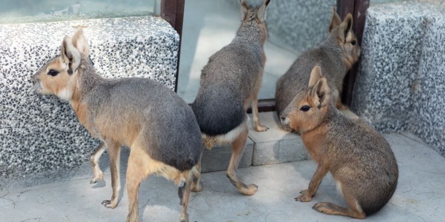 高雄,內門,野森動物學校,野森,動物