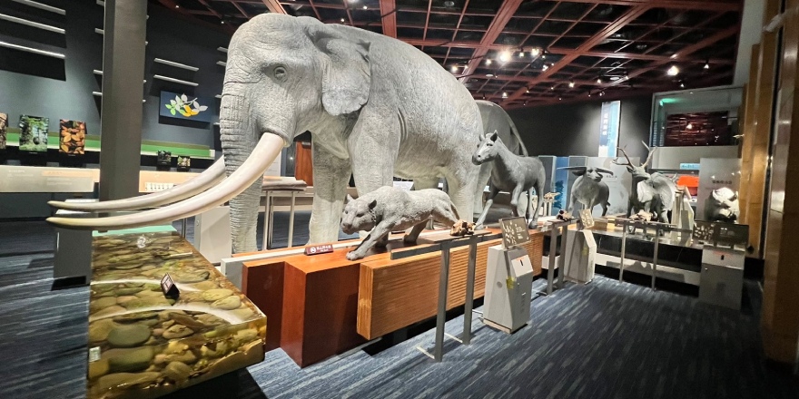 台東,康樂,臺灣史前文化博物館,南島,文化,探索館