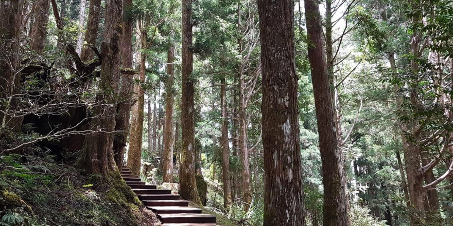 宜蘭,大同,太平山,森林,檜木,步道
