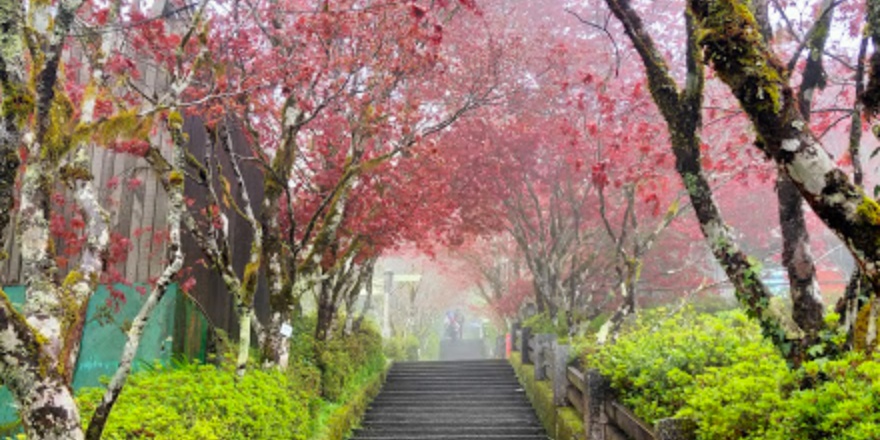 宜蘭,大同,太平山,森林,檜木,步道